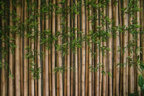 clôture bambou
